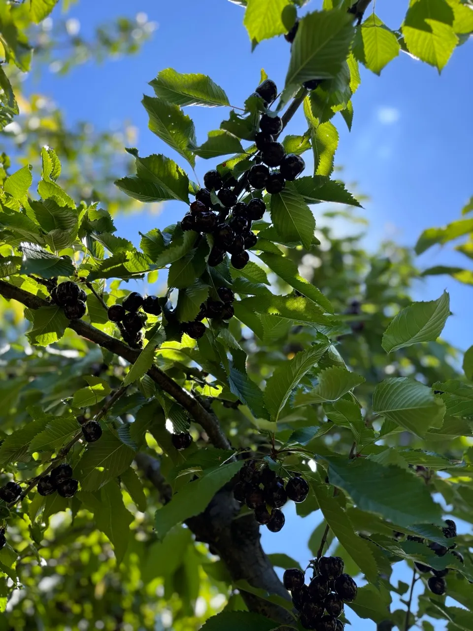 Black cherries
