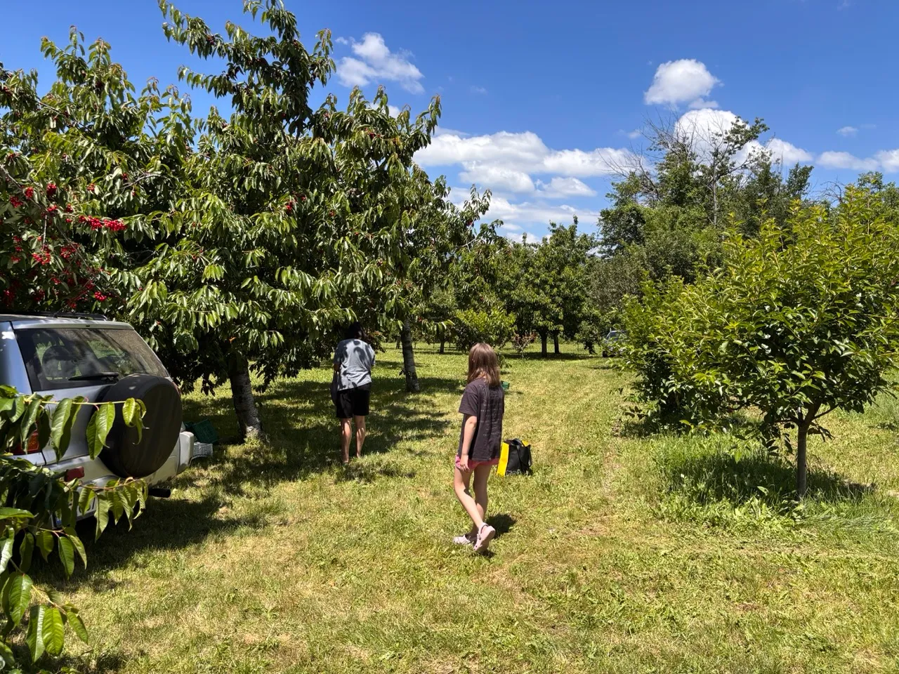 Picking cherries!