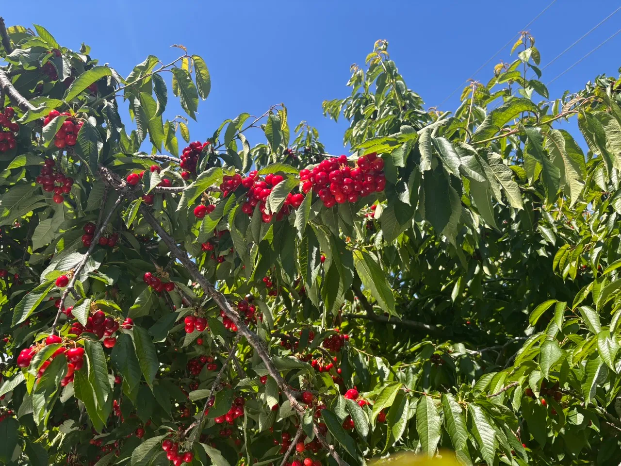 Red cherries
